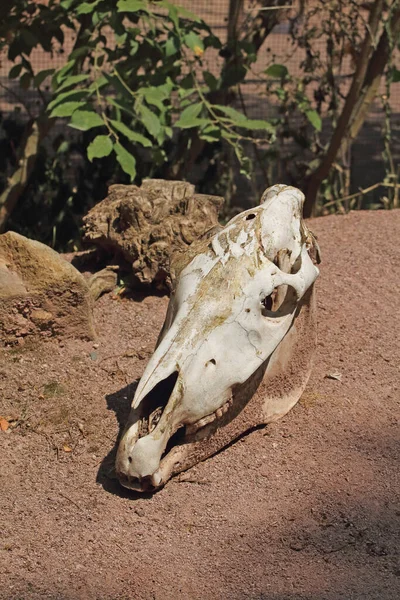 Head Dead Horse Sand — Stock Photo, Image