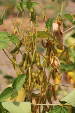 Edamame çalıların üzerinde olgunlaştığında