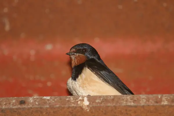 Barn Swallow Its Nesting Site — Stock Photo, Image