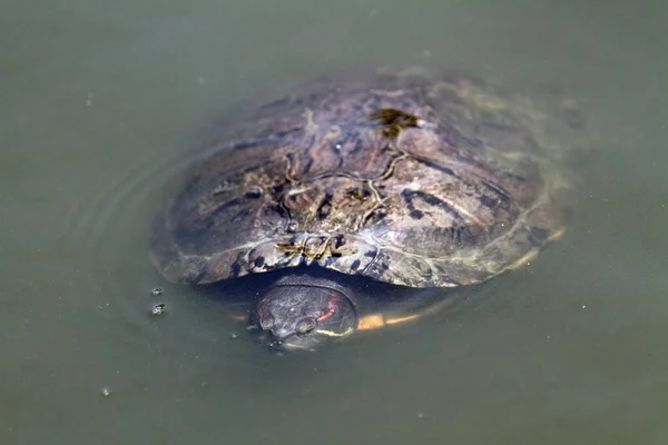 Sudaki Kulaklı Kaplumbağa — Stok fotoğraf