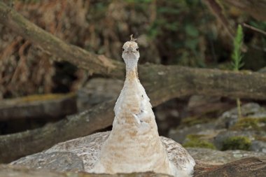 White peahen resting on her place clipart