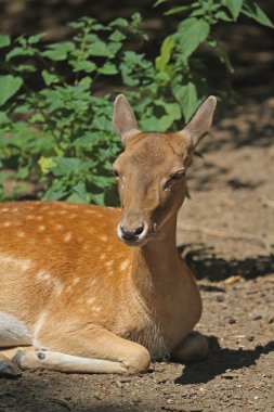 Mezopotamyalı gölgede dinleniyor