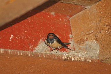 Yuva bölgesinde ahır kırlangıcı