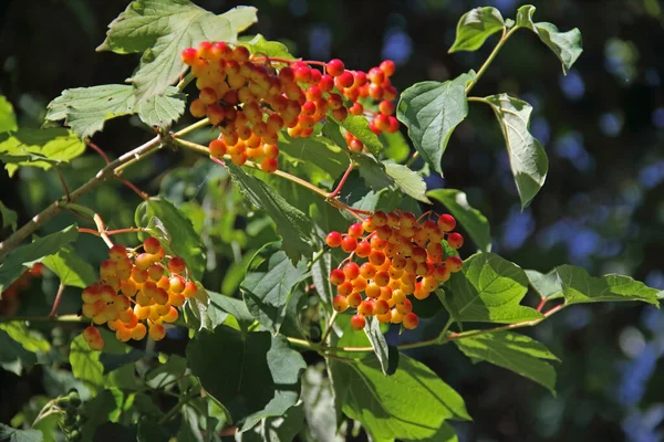 Viburnum Rote Früchte Mit Grünen Blättern — Stockfoto