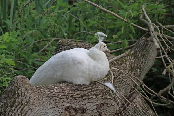White Peahen Resting Her Place — Stock Photo, Image