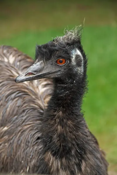 Portrait Une Progéniture Emu Noire — Photo