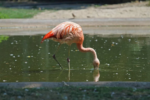 Розовый Фламинго Ищет Еду — стоковое фото