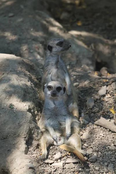 encontrar dois mesmos animais. atividade de correspondência de floresta  para crianças. planilha de quiz lógico educacional engraçado da floresta  para crianças. jogo para impressão simples com urso fofo, esquilo, coelho,  raposa, alce