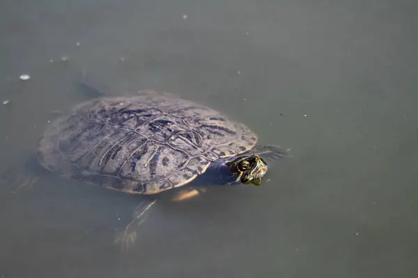 Żółw Jadalny Wodzie — Zdjęcie stockowe