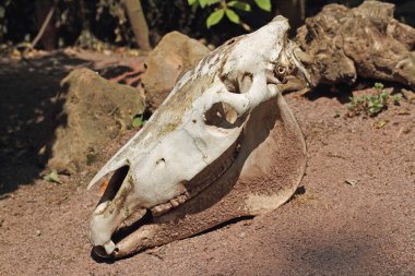 Kumda ölü bir atın başı.