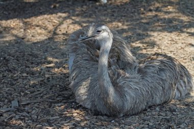 Darwin 'in nandu' su gölgeli yerinde