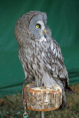 Almanya 'da bir kuş terapisinde küçük bir baykuş.