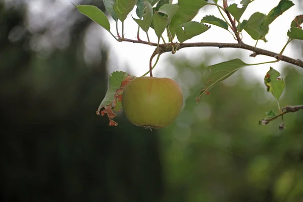 Ripe Apple Branch Tree Green Leaves — Stock Photo, Image