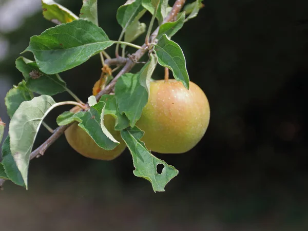 Ein Reifer Apfel Auf Dem Zweig Eines Baumes Mit Grünen — Stockfoto