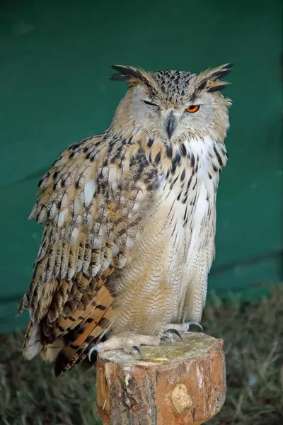 A one-eyed eagle owl at a therapy bird show