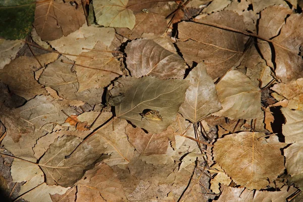 一种伪装得很好的蝴蝶 夹在秋天的树叶里 免版税图库图片