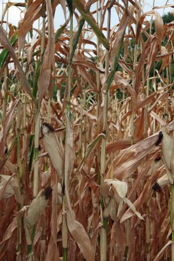 Yazın kurumuş mısır tarlası.