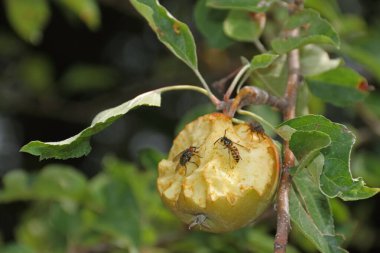 Ağaçta olgun bir elma, aç böcekler yer.