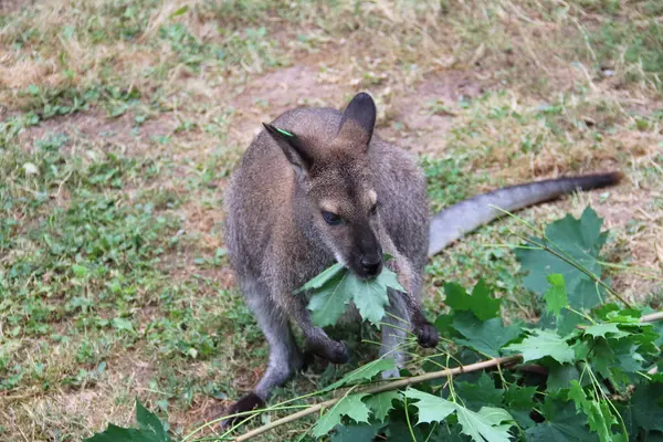Kangoeroe Die Verse Esdoornbladeren Eet — Stockfoto