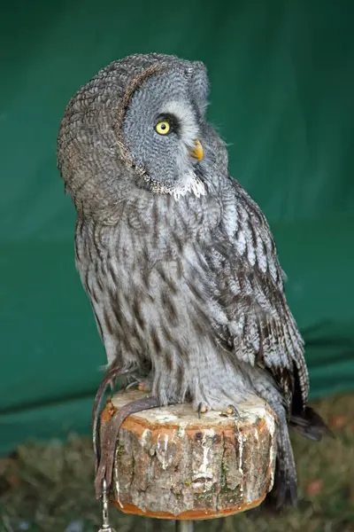 A little owl at a therapy bird show in Germany