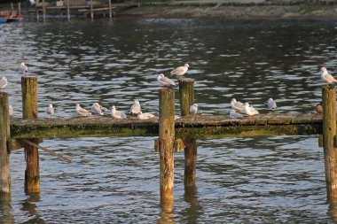 Göldeki iskelede bir martı sürüsü.