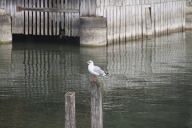 Diessen 'de akşam güneşinde Ammersee' nin yanında beyaz bir kuş.