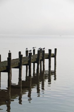 Sisin içindeki ahşap iskelede bazı martılar oturur ve uyur.
