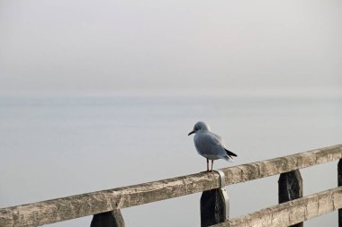 Sisin içindeki ahşap iskelede beyaz bir martı oturuyor ve üzerinde uyuyor.