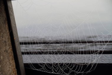 Sabah sisinden çiğ damlaları düşen bir örümcek ağı.