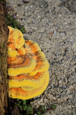 the common sulfur porling, a bright yellow tree fungus clipart