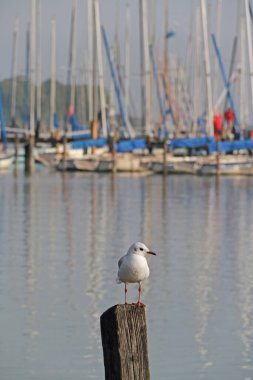 Bavyera 'daki Ammersee Gölü' nde tahta bir iskele. Yelkenli tekneleri ve martıları var.