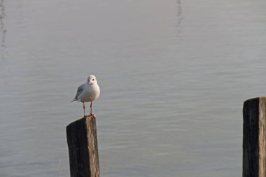 Sisin içindeki ahşap iskelede beyaz bir martı oturuyor ve üzerinde uyuyor.