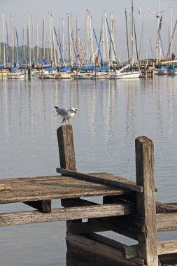 Bavyera 'daki Ammersee Gölü' nde tahta bir iskele. Yelkenli tekneleri ve martıları var.