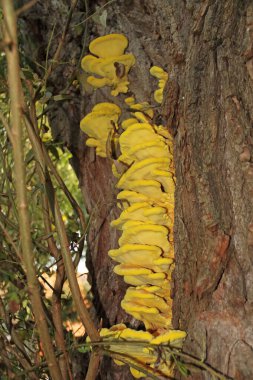 the common sulfur porling, a bright yellow tree fungus clipart