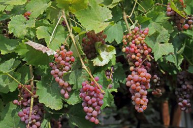 Almanya 'da beş olgun Gewuerztraminer üzümü