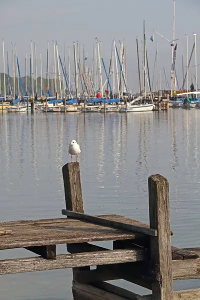 Bavyera 'daki Ammersee Gölü' nde tahta bir iskele. Yelkenli tekneleri ve martıları var.