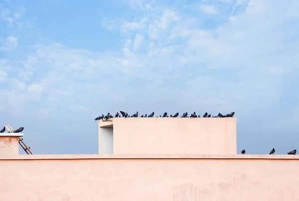 Голуби Стая Голубей Крыше Здания Индии — стоковое фото