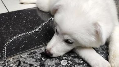Şirin beyaz köpek yavrusu portresi, Maremma çoban köpeği portresi, çoban köpeği Maremmano Abruzzese.