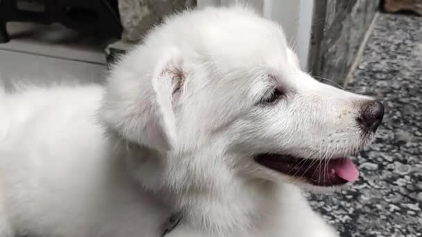 かわいい白い子犬の肖像画の閉鎖 マレーマ シープドッグの肖像画 羊飼いの犬マレーマン アブルーゼ — ストック動画
