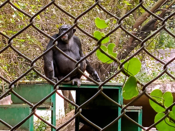 Macaco Chimpanzé Uma Gaiola Zoológico — Fotografia de Stock