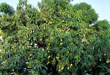 Gelişmekte olan bir mango ağacı olgunlaşmamış mangolarla dolu, yaz mevsiminin zirvesinde yakalanmış.