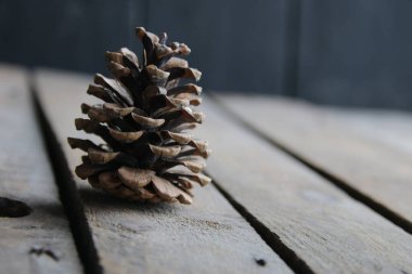 Arka planda ahşap bir masada sedir konisi..