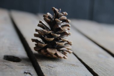 Arka planda ahşap bir masada sedir konisi..