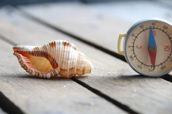 Seashell Wooden Background Summer Time Creative Concept — Fotografia de Stock