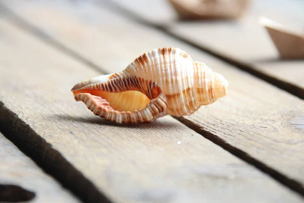 Seashell Wooden Background Summer Time Creative Concept — стоковое фото