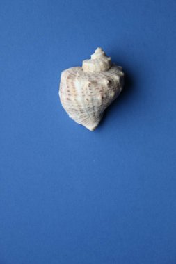 Sea shell on a blue background. Advertising background.