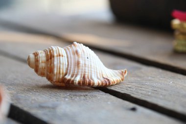 Ahşap bir arka planda deniz kabuğu. Yaz dönemi yaratıcı kavramı.