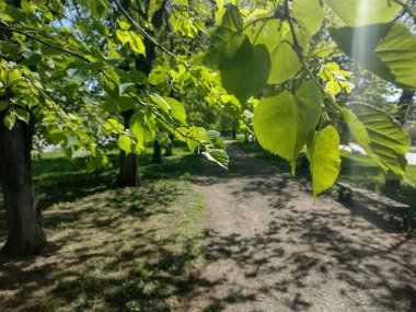 Linden sokağı. İlkbaharda güzel ıhlamur yolu.