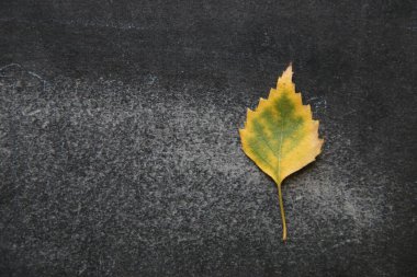 Güzel sonbahar arkaplanı. Sonbahar yaprağı.