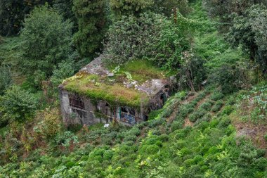 Ayeli, Rize, Türkiye 'deki Çay Çiftliklerinin Manzarası Yeşil Tepeler ve Kırsal Türk Manzarasındaki Geleneksel Evler